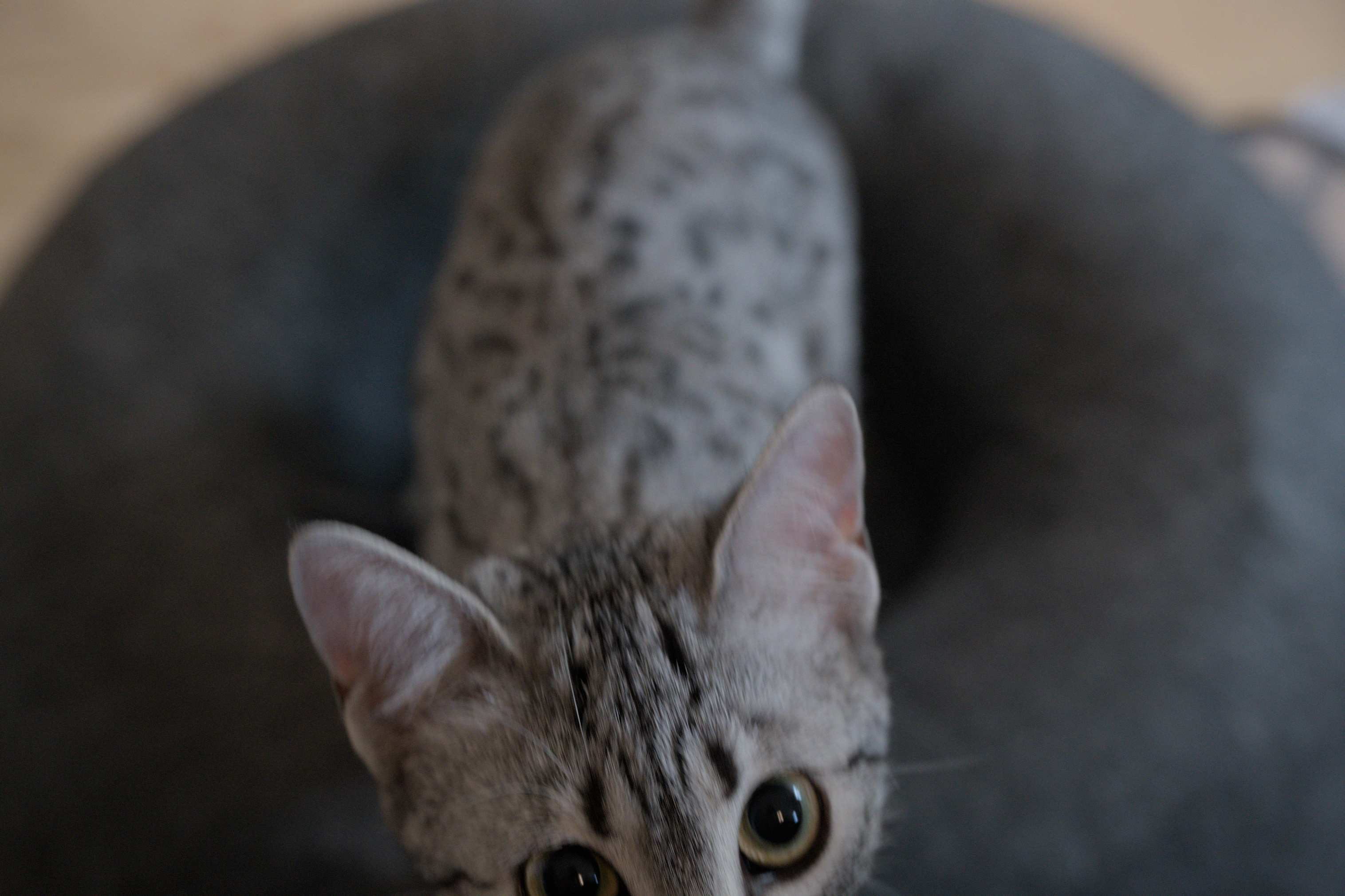 2025/10/12 - cats/DSC_0029.jpg